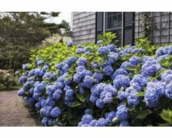 Ballhortensie Endless Summer FloraSelf Hydrangea Macrophylla H 50-60 Cm Co 5 L Blau 10 Ballhortensie Endless Summer FloraSelf Hydrangea Macrophylla H 50-60 Cm Co 5 L Blau -Florasellf Geschaft DV 8 8109775 04 4c NL 20200507051659