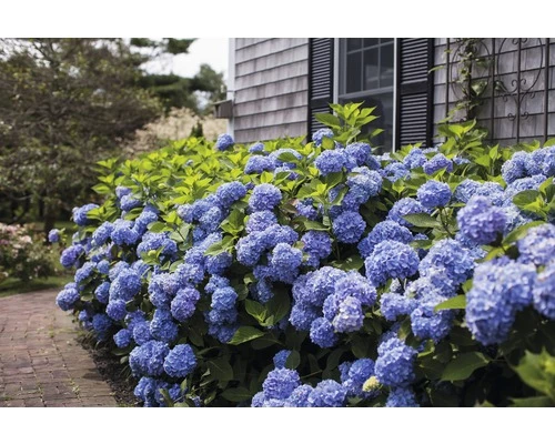 Ballhortensie Endless Summer FloraSelf Hydrangea Macrophylla H 50-60 Cm Co 5 L Blau 6 Ballhortensie Endless Summer FloraSelf Hydrangea Macrophylla H 50-60 Cm Co 5 L Blau – Bild 4