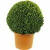 Buchsbaum-Kugel FloraSelf Buxus Sempervirens Durchmesser Ca. 60 Cm Co 30 L -Florasellf Geschaft DV 8 8117251 02 4c DE 20160213185833