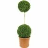 Buchsbaum-Stämmchen FloraSelf Buxus Sempervirens H 110-120 Cm Co 12 L 1 Buchsbaum-Stämmchen FloraSelf Buxus Sempervirens H 110-120 Cm Co 12 L -Florasellf Geschaft DV 8 8117254 01 4c DE 20160213185758