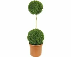 Buchsbaum-Stämmchen FloraSelf Buxus Sempervirens H 110-120 Cm Co 12 L