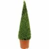 Buchsbaum-Pyramide FloraSelf Buxus Sempervirens H 90-105 Cm Co 12 L 1 Buchsbaum-Pyramide FloraSelf Buxus Sempervirens H 90-105 Cm Co 12 L -Florasellf Geschaft DV 8 8117257 01 4c DE 20160213190945