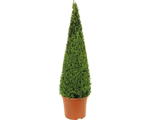 Buchsbaum-Pyramide FloraSelf Buxus Sempervirens H 90-105 Cm Co 12 L 3 Buchsbaum-Pyramide FloraSelf Buxus Sempervirens H 90-105 Cm Co 12 L