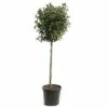 Mittelmeer Schneeball FloraSelf Viburnum Tinus H 80-100 Cm Co 12 L 1 Mittelmeer Schneeball FloraSelf Viburnum Tinus H 80-100 Cm Co 12 L -Florasellf Geschaft DV 8 8119474 01 4c CH 20181017124655