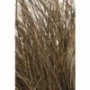 Bräunliche Segge FloraSelf Carex Comans 'Frosted Curls' H 10-30 Cm Co 3 L -Florasellf Geschaft DV 8 8138856 01 4c DE 20210112161752 1