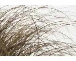 Bräunliche Segge FloraSelf Carex Comans 'Frosted Curls' H 10-30 Cm T 14 Cm -Florasellf Geschaft DV 8 8138856 02 4c DE 20210112161752