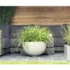 Weißrandige Garten-Segge FloraSelf Carex Morrowi 'Ice Dance' H 5-30 Cm Co 3 L -Florasellf Geschaft DV 8 8138857 02 4c DE 20200527161652