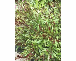 Prachtkerze FloraSelf Gaura Lindheimeri H 10-30 Cm Co 3 L