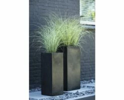 Weißbuntes Chinaschilf FloraSelf Miscanthus Sinensis 'Morning Light' H 10-100 Cm Co 6 L