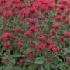 Goldmelisse FloraSelf Monarda Didyma H 10-30 Cm Co 3 L -Florasellf Geschaft DV 8 8138877 01 4c DE 20200710084754