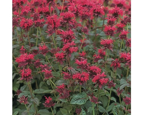 Goldmelisse FloraSelf Monarda Didyma H 10-30 Cm Co 3 L 3 Goldmelisse FloraSelf Monarda Didyma H 10-30 Cm Co 3 L