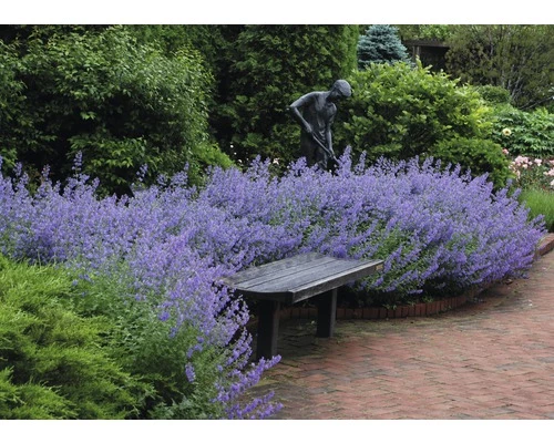 Katzenminze FloraSelf Nepeta Faassenii Co 3 L 3 Katzenminze FloraSelf Nepeta Faassenii Co 3 L