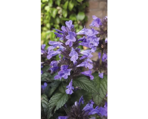 Katzenminze FloraSelf Nepeta Faassenii Co 3 L 4 Katzenminze FloraSelf Nepeta Faassenii Co 3 L – Bild 2