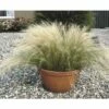 Zartes Federgras FloraSelf Stipa Tenuissima H 10-50 Cm Co 3 L 2 Zartes Federgras FloraSelf Stipa Tenuissima H 10-50 Cm Co 3 L -Florasellf Geschaft DV 8 8138885 01 4c DE 20210113121652 1