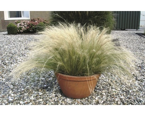 Zartes Federgras FloraSelf Stipa Tenuissima H 10-50 Cm Co 3 L 3 Zartes Federgras FloraSelf Stipa Tenuissima H 10-50 Cm Co 3 L