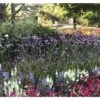 Argentinisches Eisenkraut FloraSelf Verbena Bonariensis H 10-60 Cm Co 3 L -Florasellf Geschaft DV 8 8138886 01 4c DE 20190902111655