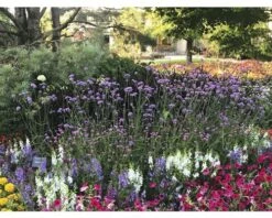 Argentinisches Eisenkraut FloraSelf Verbena Bonariensis H 10-60 Cm Co 3 L