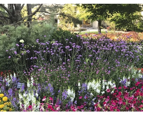 Argentinisches Eisenkraut FloraSelf Verbena Bonariensis H 10-60 Cm Co 3 L 3 Argentinisches Eisenkraut FloraSelf Verbena Bonariensis H 10-60 Cm Co 3 L