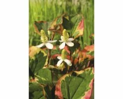 Molchschwanz FloraSelf Houttuynia Cordata 'Chameleon' Co 3 L