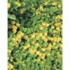 Pfennigkraut FloraSelf Lysimachia Numularia Ø 18 Cm Topf