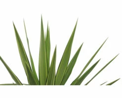 FloraSelf Palmlilie Yucca Elephantipes 'Jewel' H 30-40 Cm Ø 20 Cm Topf -Florasellf Geschaft DV 8 8146041 02 4c RO 20220321191904