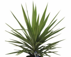 FloraSelf Palmlilie Yucca Elephantipes 'Jewel' H 30-40 Cm Ø 20 Cm Topf -Florasellf Geschaft DV 8 8146041 03 4c RO 20220321191933