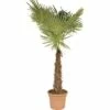 Hanfpalme FloraSelf Trachycarpus Fortunei H 200-210 Cm Ø 40 Cm Topf 2 Hanfpalme FloraSelf Trachycarpus Fortunei H 200-210 Cm Ø 40 Cm Topf -Florasellf Geschaft DV 8 8169884 01 4c DE 20171013071633
