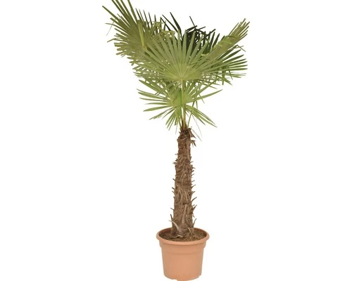 Hanfpalme FloraSelf Trachycarpus Fortunei H 200-210 Cm Ø 40 Cm Topf 3 Hanfpalme FloraSelf Trachycarpus Fortunei H 200-210 Cm Ø 40 Cm Topf