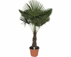 Hanfpalme FloraSelf Trachycarpus Fortunei H 200-210 Cm Ø 40 Cm Topf 5 Hanfpalme FloraSelf Trachycarpus Fortunei H 200-210 Cm Ø 40 Cm Topf -Florasellf Geschaft DV 8 8169884 02 4c DE 20180403213807