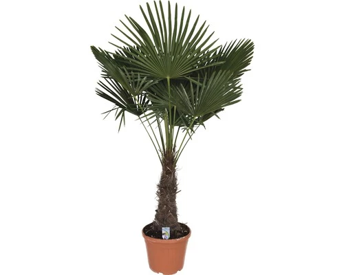 Hanfpalme FloraSelf Trachycarpus Fortunei H 200-210 Cm Ø 40 Cm Topf 4 Hanfpalme FloraSelf Trachycarpus Fortunei H 200-210 Cm Ø 40 Cm Topf – Bild 2