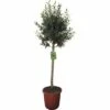 Olivenbaum FloraSelf Olea Europaea H 120-130 Cm Ø 30 Cm Topf