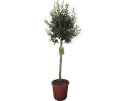 Olivenbaum FloraSelf Olea Europaea H 120-130 Cm Ø 30 Cm Topf