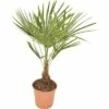 Hanfpalme FloraSelf Trachycarpus Fortunei H 50-60 Cm Ø 20 Cm Topf -Florasellf Geschaft DV 8 8189899 03 4c DE 20171013072310