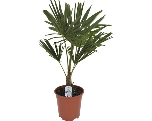 Hanfpalme FloraSelf Trachycarpus Fortunei H 50-60 Cm Ø 20 Cm Topf 4 Hanfpalme FloraSelf Trachycarpus Fortunei H 50-60 Cm Ø 20 Cm Topf – Bild 2
