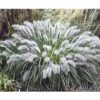 Lampenputzergras FloraSelf Pennisetum Versch. Sorten Co 3 L 2 Lampenputzergras FloraSelf Pennisetum Versch. Sorten Co 3 L -Florasellf Geschaft DV 8 8213928 01 4c DE 20210415114758