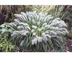 Lampenputzergras FloraSelf Pennisetum Versch. Sorten Co 3 L