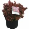 Berberitze FloraSelf Berberis Thunbergii 'Admiration' H 30-40 Cm Co 4 L 2 Berberitze FloraSelf Berberis Thunbergii 'Admiration' H 30-40 Cm Co 4 L -Florasellf Geschaft DV 8 8258962 01 4c DE 20180209193719