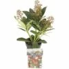 Japanische Blütenskimmie FloraSelf Skimmia Japonica 'Rubella' H 15-20 Cm Co 0,5 L (5 Stk.) -Florasellf Geschaft DV 8 8275424 01 4c DE 20221025124755