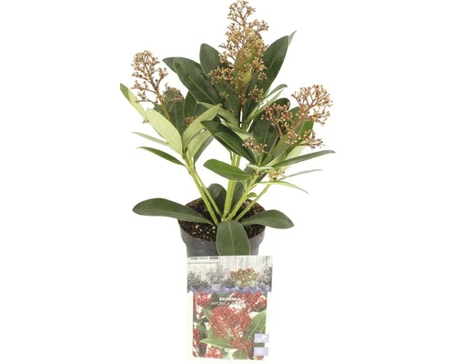 Japanische Blütenskimmie FloraSelf Skimmia Japonica 'Rubella' H 15-20 Cm Co 0,5 L (5 Stk.) 3 Japanische Blütenskimmie FloraSelf Skimmia Japonica 'Rubella' H 15-20 Cm Co 0,5 L (5 Stk.)