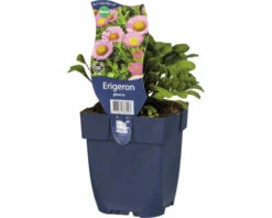 Flohkraut FloraSelf Erigeron Glaucus H 5-15 Cm Co 0,5 L