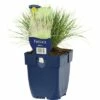 Schwingel FloraSelf Festuca Glauca H 5-25 Cm Co 0,5 L (6 Stk.) 1 Schwingel FloraSelf Festuca Glauca H 5-25 Cm Co 0,5 L (6 Stk.) -Florasellf Geschaft DV 8 8279210 01 4c DE 20200704221656