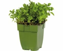 FloraSelf Marokkanische Minze Mentha Spicata 'Maroccan' H 5-20 Cm Co 0,5 L -Florasellf Geschaft DV 8 8279219 06 4c DE 20200213154657