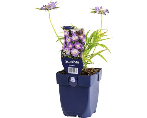 Grundkraut FloraSelf Scabiosa Caucasica H 5-60 Cm Co 0,5 L 3 Grundkraut FloraSelf Scabiosa Caucasica H 5-60 Cm Co 0,5 L