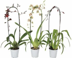 Cambria-Orchidee FloraSelf Cambria 'Nelly Isler Cascade' H 50-60 Cm Ø 12 Cm