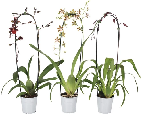 Cambria-Orchidee FloraSelf Cambria 'Nelly Isler Cascade' H 50-60 Cm Ø 12 Cm 3 Cambria-Orchidee FloraSelf Cambria 'Nelly Isler Cascade' H 50-60 Cm Ø 12 Cm