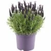 Schopflavendel FloraSelf Lavandula Stoechas 'Anouk' H 35-40 Cm Ø 19 Cm Topf