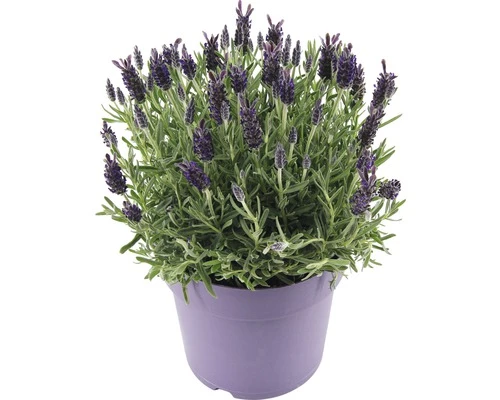 Schopflavendel FloraSelf Lavandula Stoechas 'Anouk' H 35-40 Cm Ø 19 Cm Topf 4 Schopflavendel FloraSelf Lavandula Stoechas 'Anouk' H 35-40 Cm Ø 19 Cm Topf – Bild 2