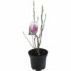 Magnolie FloraSelf H 20-40 Cm Co 20 L 1 Magnolie FloraSelf H 20-40 Cm Co 20 L -Florasellf Geschaft DV 8 8305424 01 4c CH 20190117161650