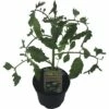 BIO Tomate 'Zebra' FloraSelf Ø 11 Cm Topf -Florasellf Geschaft DV 8 8347291 01 4c DE 20190628051651