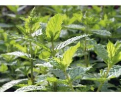 Mojito-Minze FloraSelf Mentha Piperita 'Mojito' Ø 13 Cm Topf